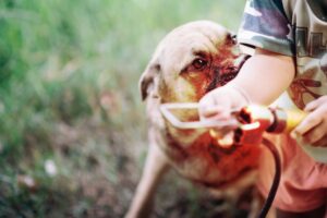 Dog biting a young boy's arm, illustrating the potential risk of dog bite accidents and injuries.